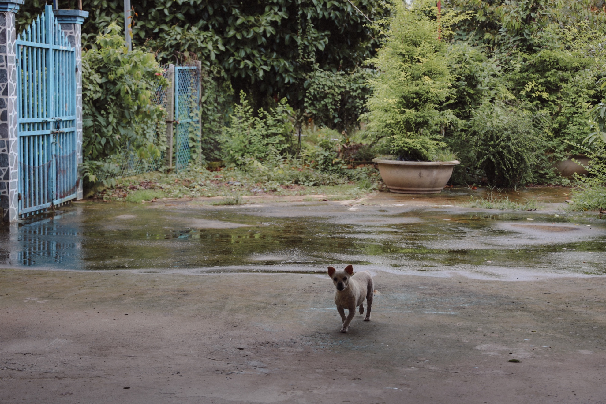 A small dog crossing the wet concrete yard toward the camera, the blue front gate open behind it.