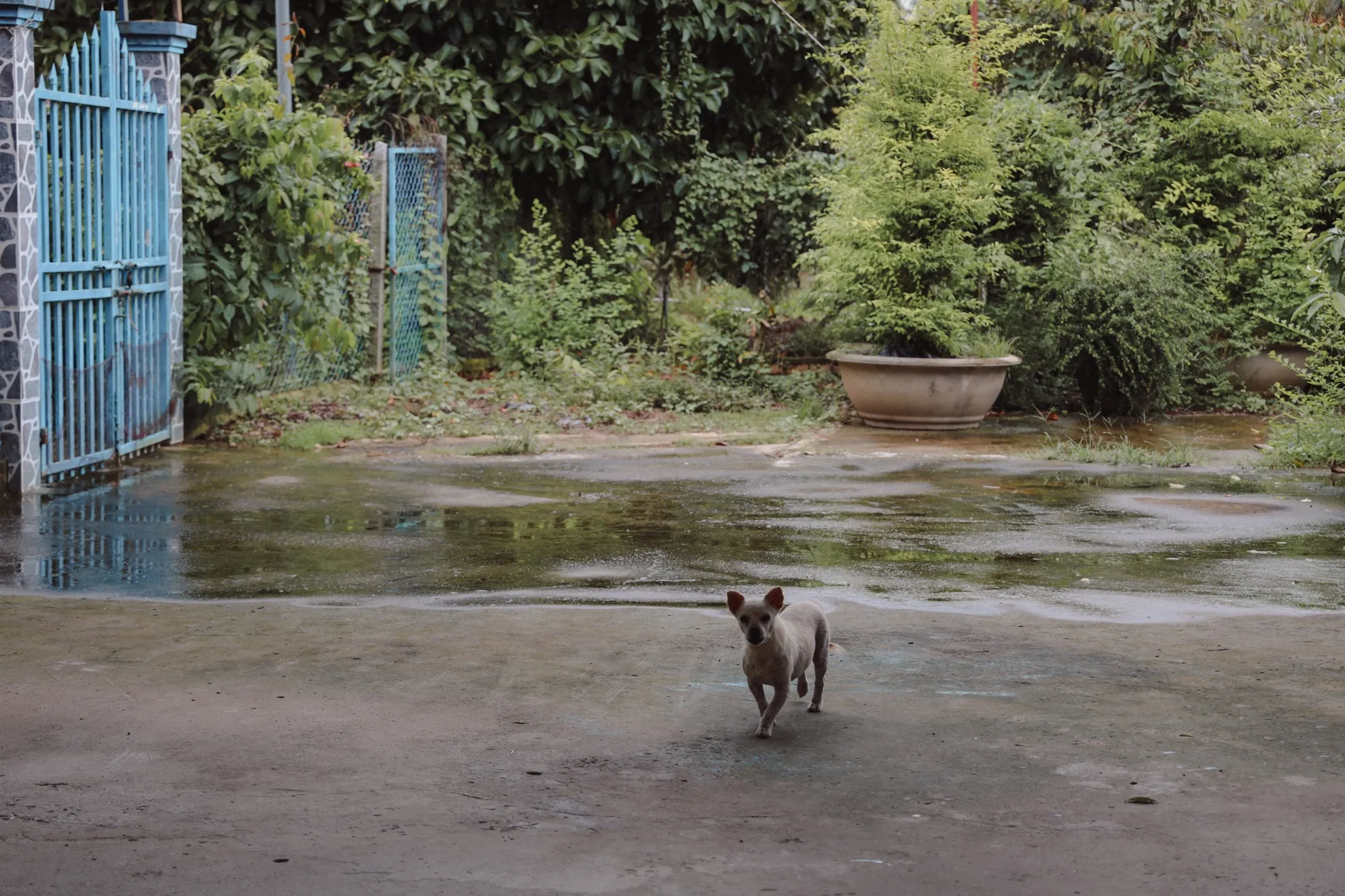 A small dog crossing the wet concrete yard toward the camera, the blue front gate open behind it.