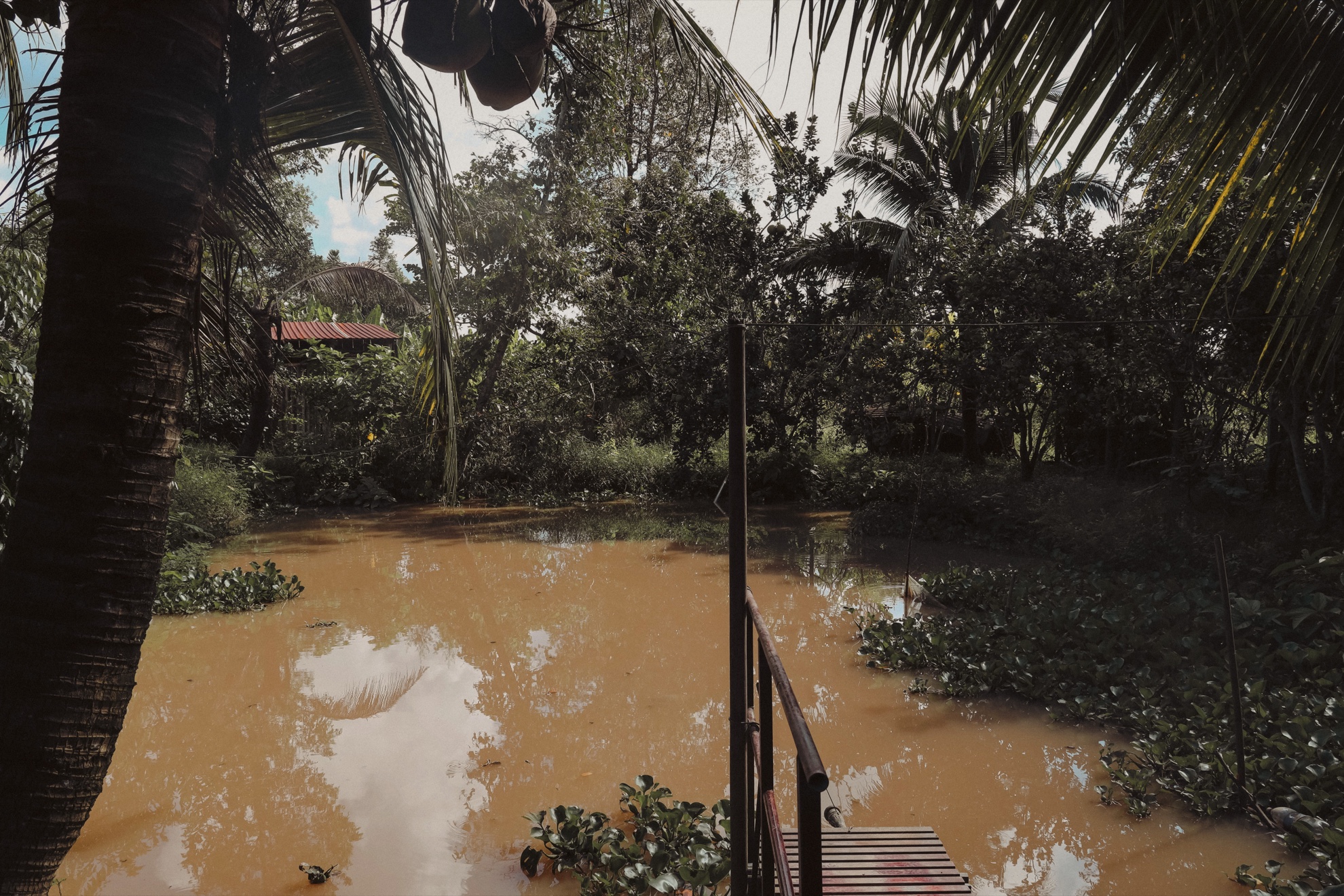 The pond behind the house, brown water under coconut palms, a small dock at the right.